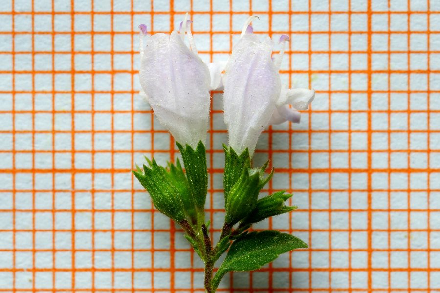 Clinopodium nepeta subsp. spruneri